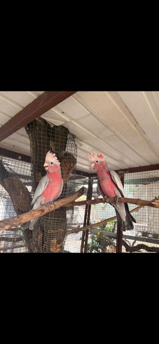 Casal catatuas galah 2026