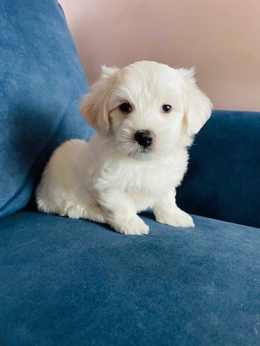 MALTAŃCZYK, piesek z domowej hodowli! (GENGAR) Do odbioru od 10.02!