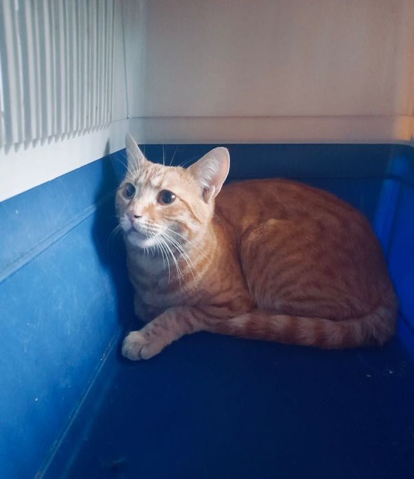 Котики отдам котик мальчик солнышко