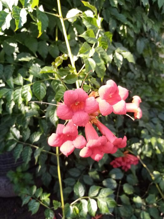 Текома (ліана) яскраво-оранжевого кольору