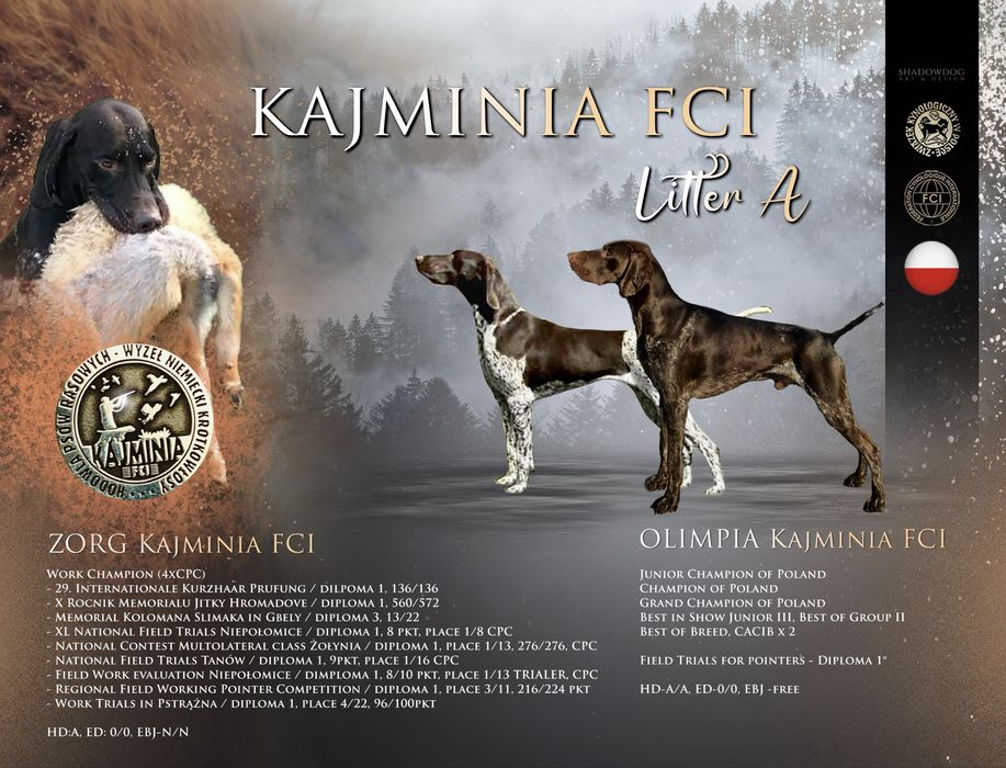 Wyżeł Niemiecki Krótkowłosy