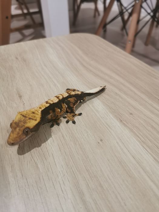 Gekon orzęsiony samiec