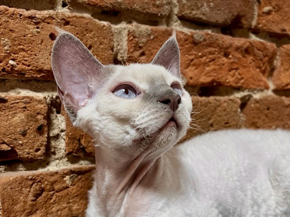 Reproduktor Devon Rex