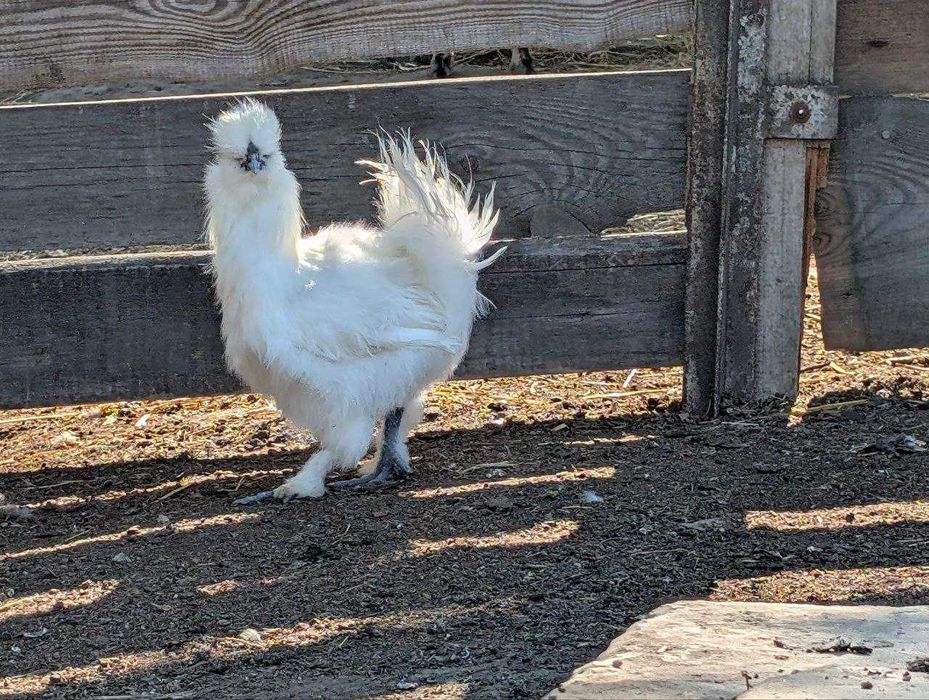 Кури Китайська Шовкова