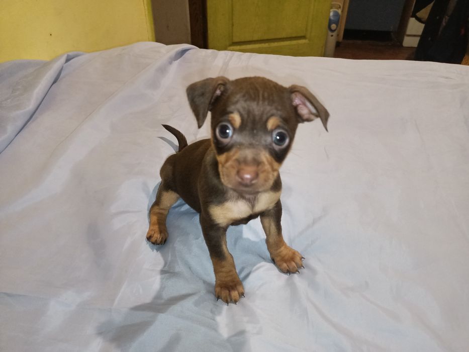 Той тер'єр дівчинка світлий шоколад шукає собі теплу, родину