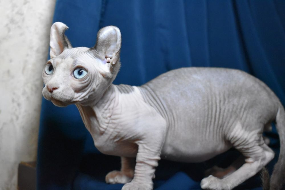 Молодой мальчик двэльф