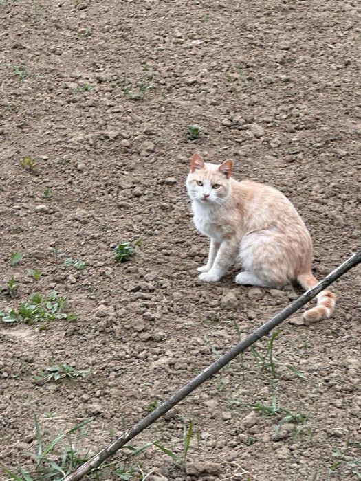 Кошенята , котики