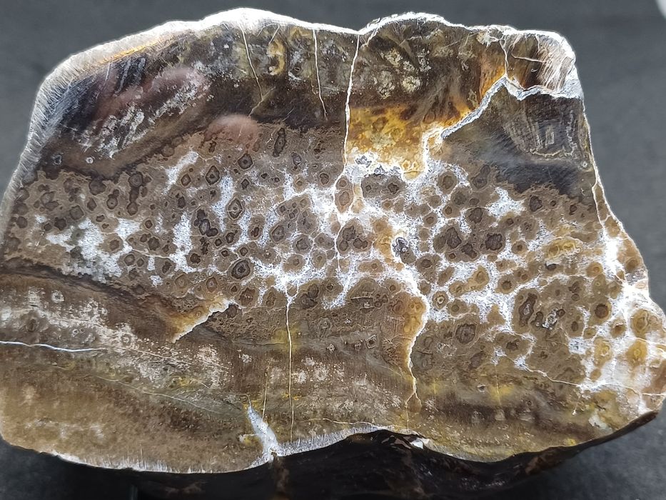 Skamieniale drzewo z Gor Kaczawskich.