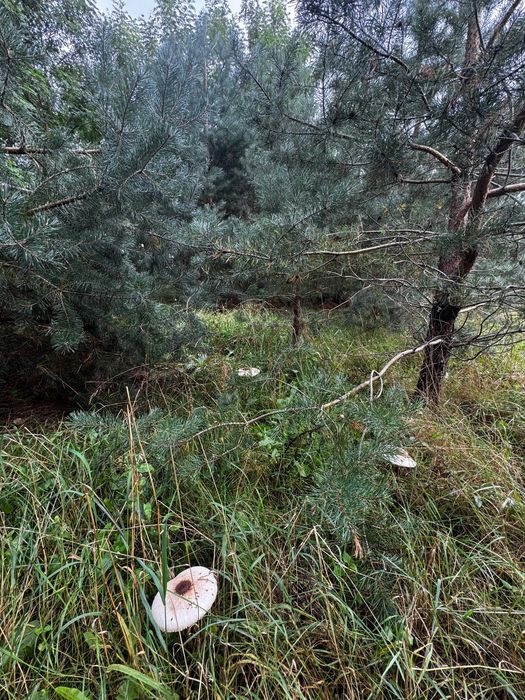 Atrakcyjna działka budowlana Ostrów powiat Słupecki