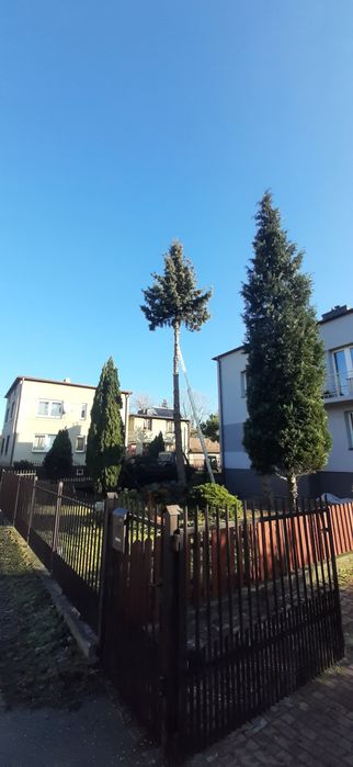 Wycinka drzew,Usuwanie wiatrołomów,Mielenie gałęzi, wycinka tui