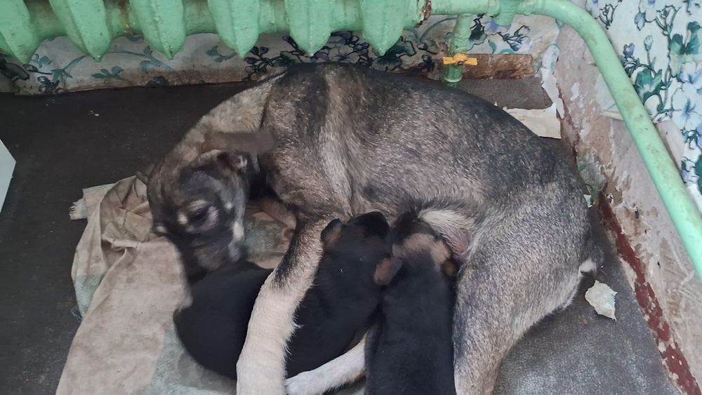 Щенки Гончей собаки