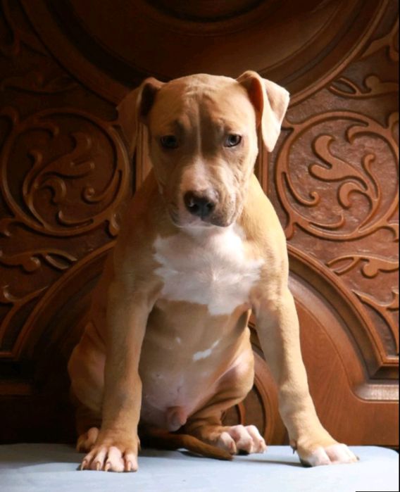 Стафордширський Тер'єр, Еліта України