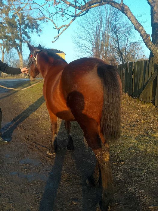 Продається кобила!