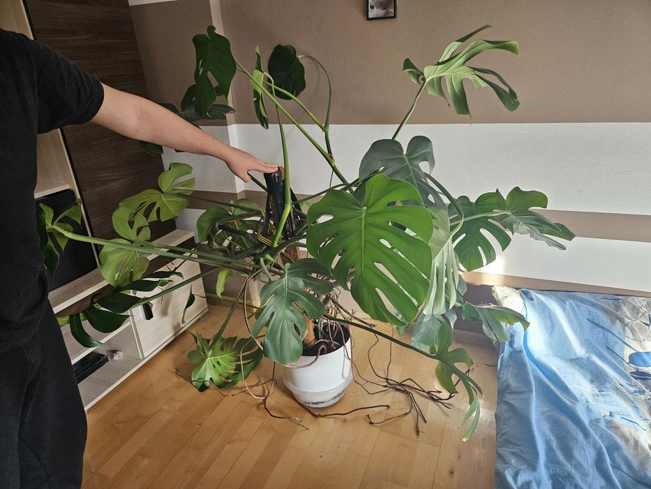 Monstera Dziurawa