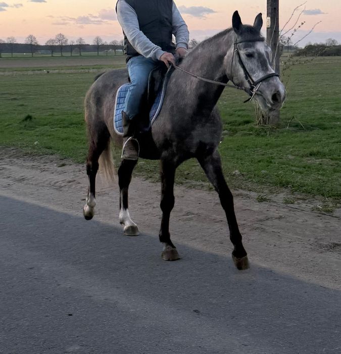 Sprzedam klacz 6 lat