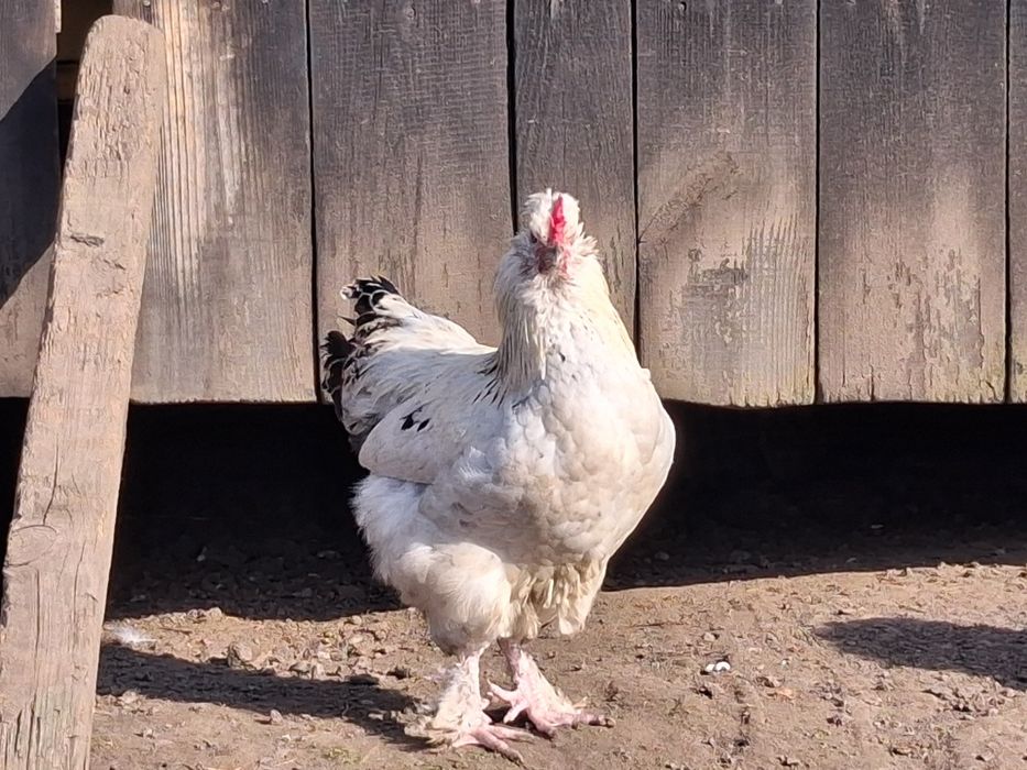 Sprzedam młode koguty