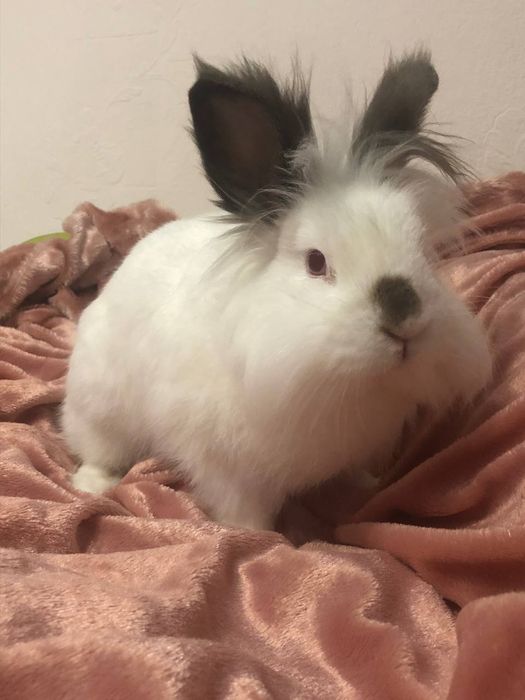 Продаєтьсякролиу