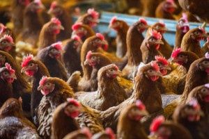 Kury nioski leghorn Sonia już niosą Osiecznica