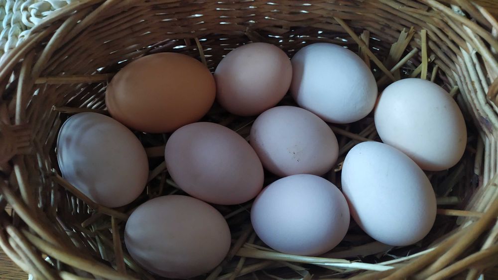 Prawdziwe wiejskie jajka – smak jak dawniej!
