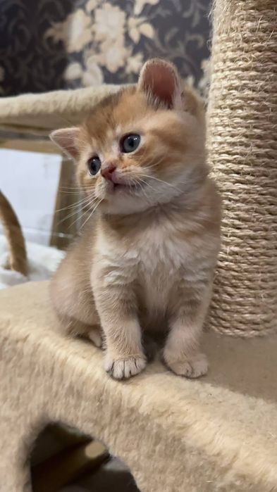 Шикарний золотий