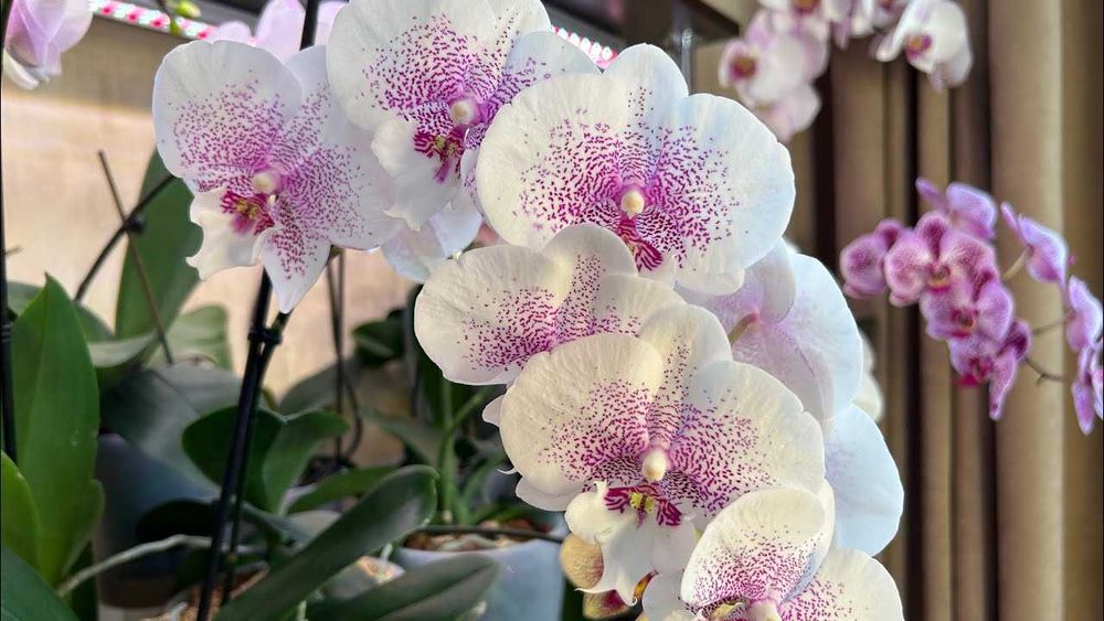 Биг Лип орхидея дешево 500 грн