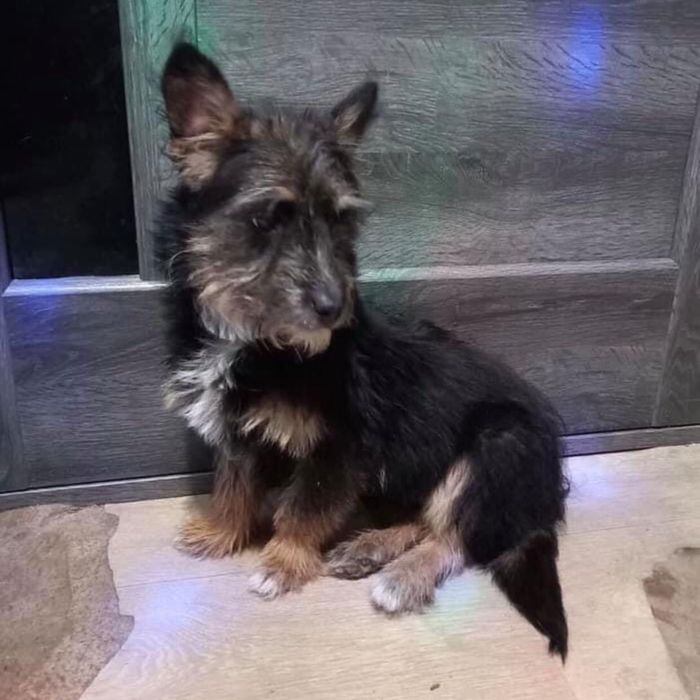 Тобік шукає сім‘ю! Вакцинований від сказу