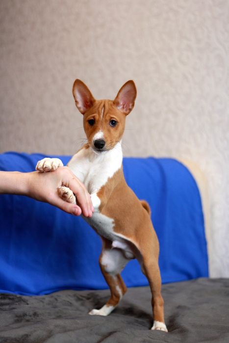 Басенджи це диво природи! Хлопчик чекає своїх людей. КСУ