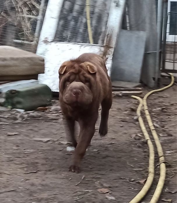 Отдам шарпея в добрые ручки