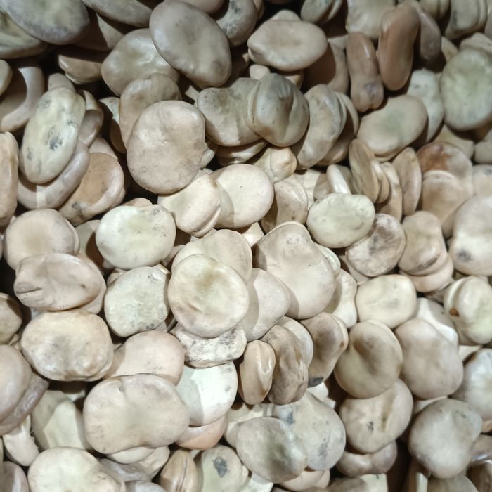 Bób suche nasiona, DRAGON, BIZON