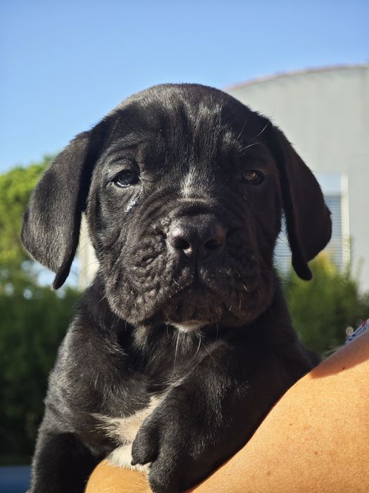 Cane Corso Italiano - Macho preto