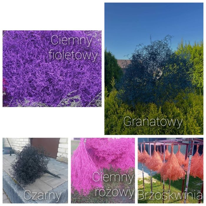 Zatrwian tatarski,szerokolistny wrębny ,limonium,staticia