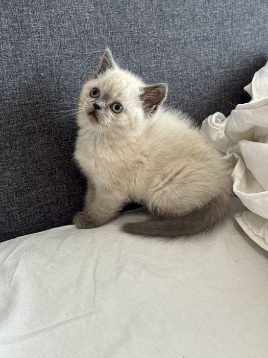 Шотландські кошенята