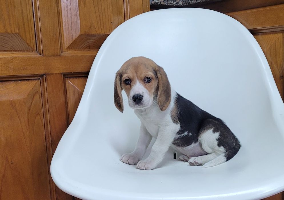 Beagle macho bebé