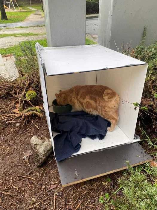 Gatinho para adoção responsável