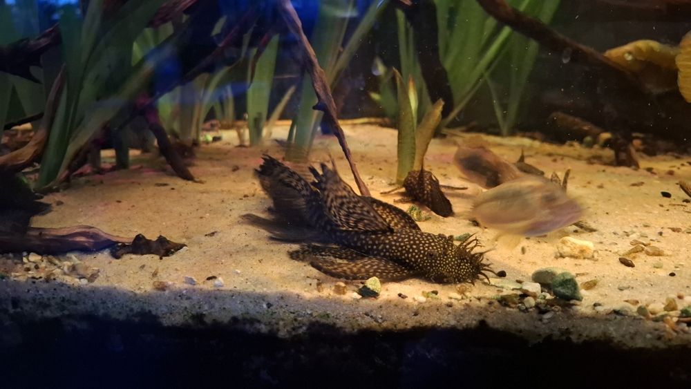 Zbrojniki "glonojady"