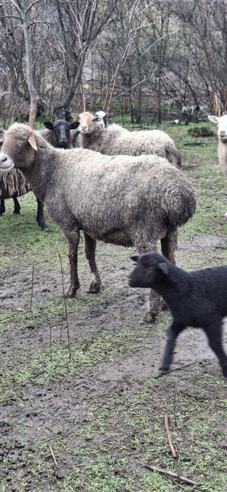 Вівці гісарскі продам