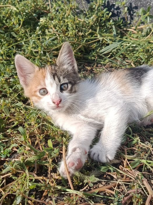 Продам пушистых котят