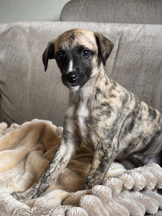 Whippet suczka - Brightcoffe ZKwP/FCI
