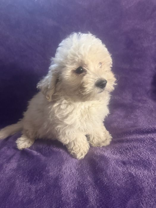 Caniche menino creme