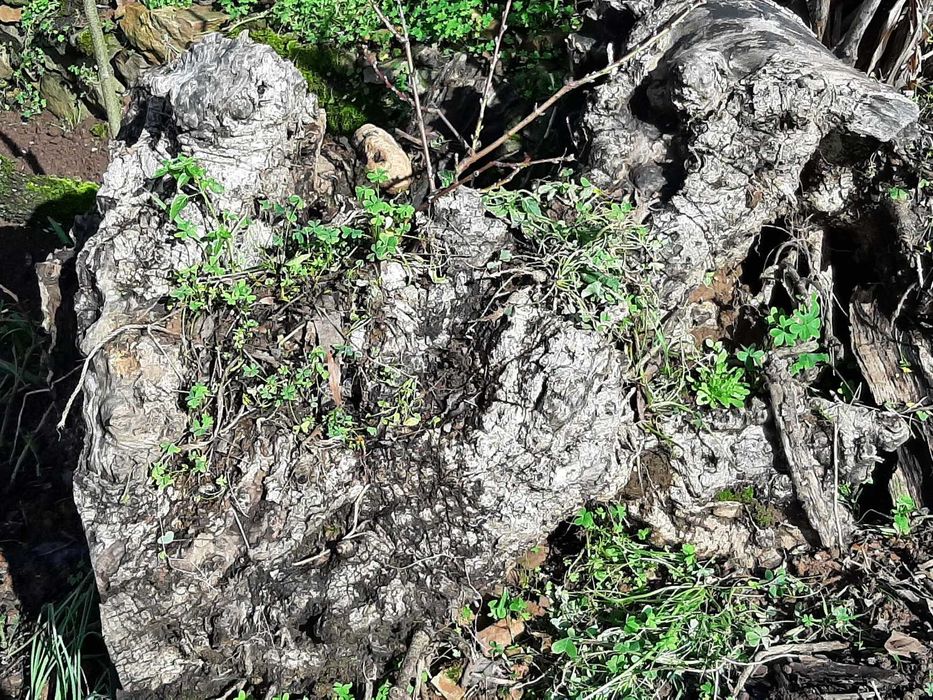 Troncos de Oliveira Centenária – Ideais p/ Arte, Escultura e Decoração