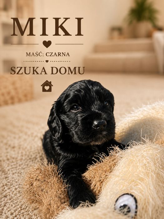 Piesek Cocker Spaniel Angielski