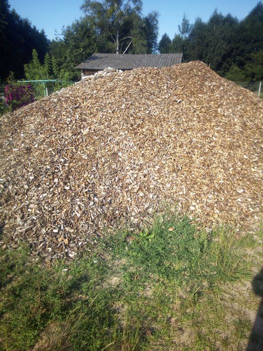 zrębka drzew liściastych