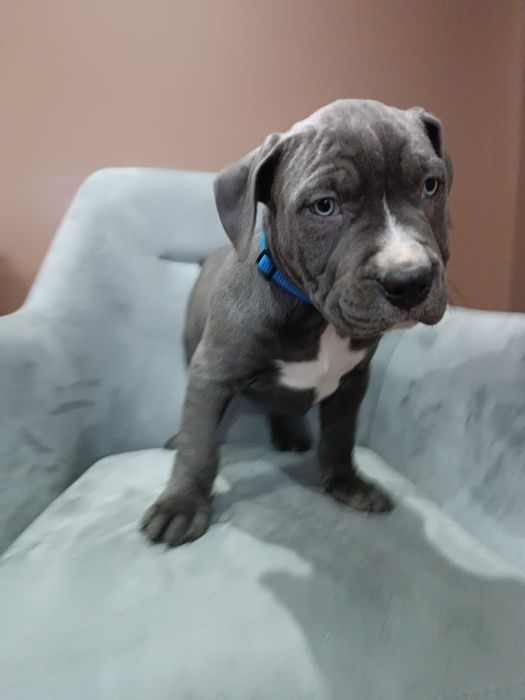 Piesek American Staffordshire Terrier