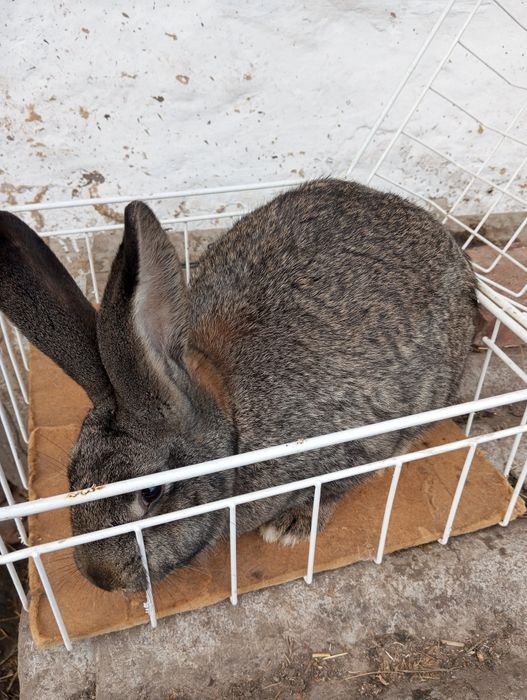 Молода самочка. .