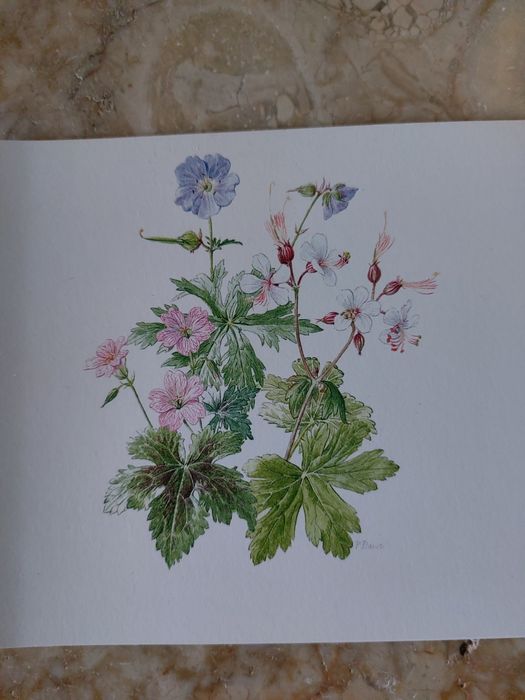 Lote de 3000 Postais Wells & Winter