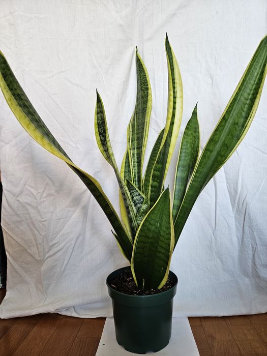 Planta Espada de São Jorge Vaso plástico Verde 16 cm