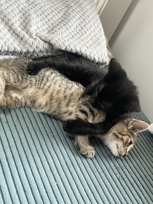 Kotki do adopcji