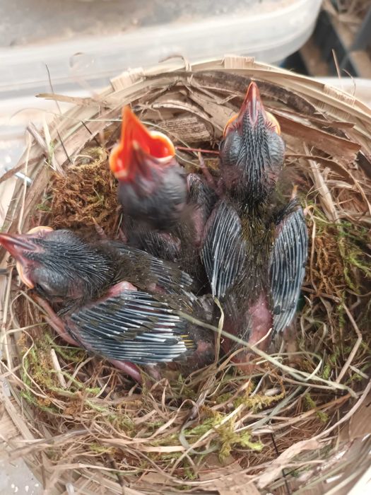 Aves Insetívoras anilhadas 2025/2026