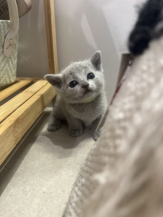 Kotka rosyjska niebieska