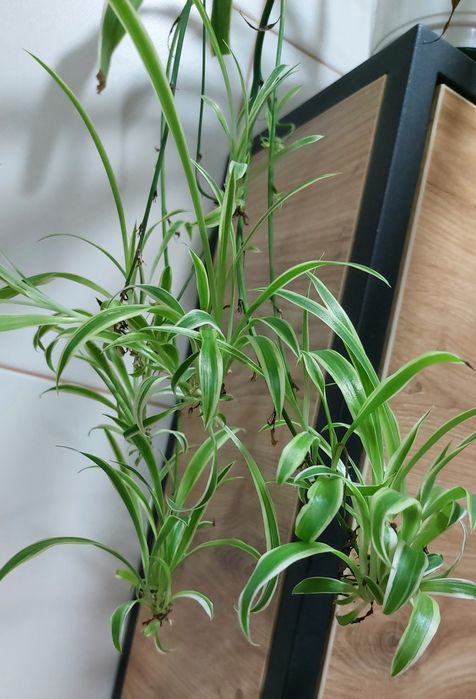 Хлорофітум чубатий